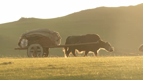 A Tumbrel Tumbril Is A Two-Wheeled Cart Or Wagon Typically Designed To Be Hauled By A Single Ox alt