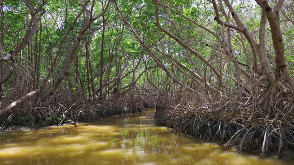 Camera Moves Through Mangrove Forest in the Jungle of Mexico alt