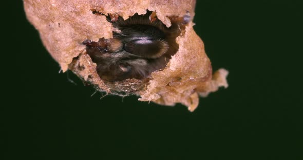 |European Honey Bee, apis mellifera, Emergence of a Queen, Bee Hive in Normandy, Real Time 4K alt