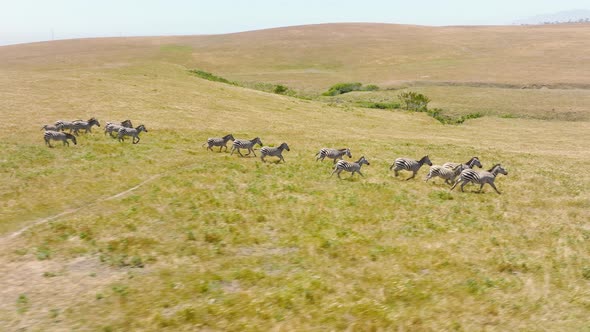 Slow Motion Aerial View of Small Herd of Wild Zebras Running Out on Green Meadow alt