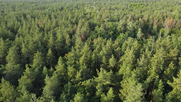 Trees in the Forest Aerial View. Slow Motion alt