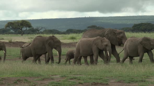 African Elephant (Loxodonta africana)  family with tiny calf  sauntering through the grasslands, Amb alt