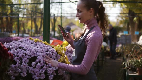 Young Female Gardener Taking Picture of Chrysanthemum with Smartphone in Greenhouse alt