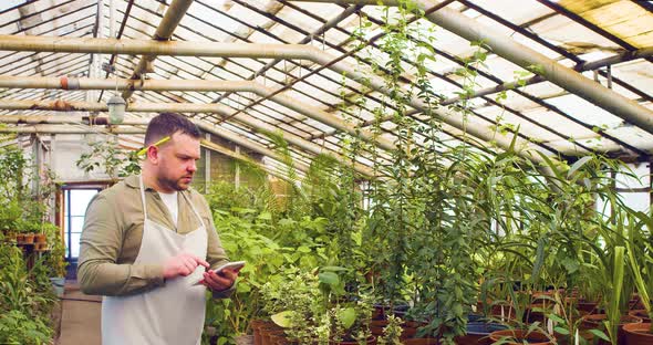 Male Farmer in an Apron in a Greenhouse Counts and Checks the Quality of Green Sprouts in Pots and alt