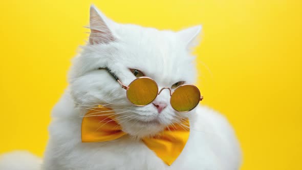 Portrait of White Furry Cat in Fashion Sunglasses and Bowtie alt
