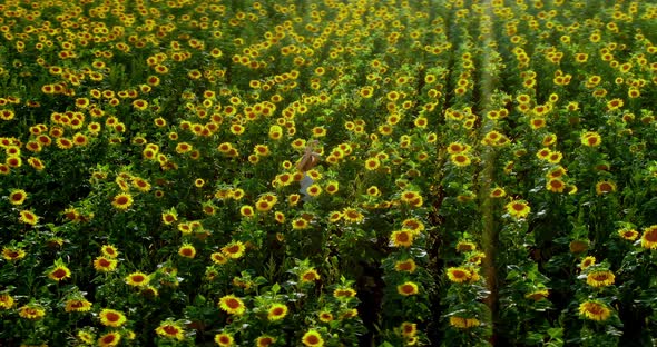 View From a Copter, a Young Woman Dancing in Sunflowers. Beautiful Woman Whirls Around Herself