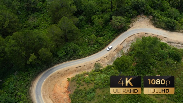 AH - Road in The Pine Forest 08