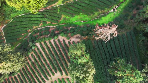 Drone Traveling Scene From Rural Landscape of a Tea Plantation