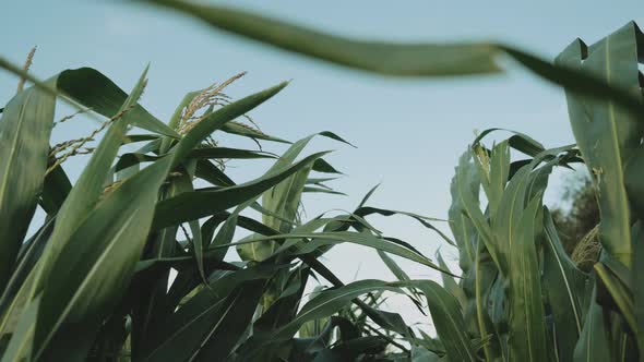 Closeup the Wind Shakes the Young Corn at Sunny Day alt