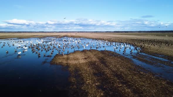 Aerial flytrough view of large flock of bean goose (Anser serrirostris) and whooper swans (Cygnus cy alt