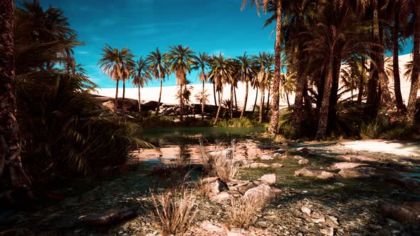Pond and Palm Trees in Desert Oasis alt