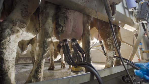 Attaching a milking device to the cow's udder. alt