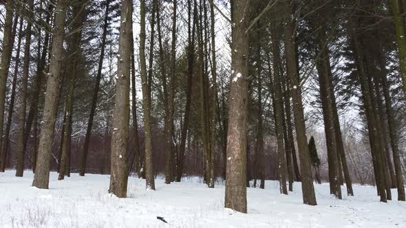 Evergreen pine tree forest, white winter view