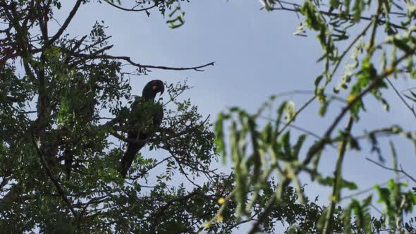 Lear macaw resting on tree of Caatinga Brazil alt