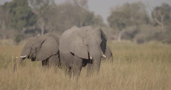 Elephants Feed on Yellow Grass