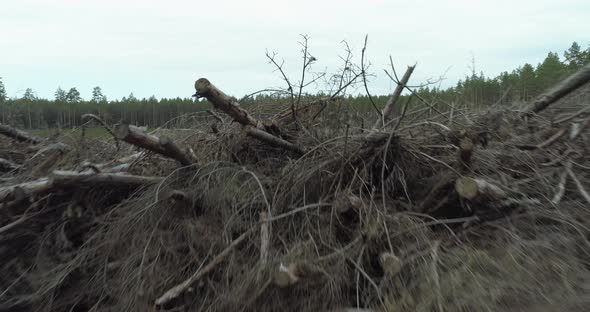 Deforestation Forest Clearing Revealing Behind Cut Down Tree Branches Aerial