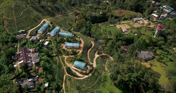 Tropical Landscape of Green Hills with Tea Plantations and Buildings