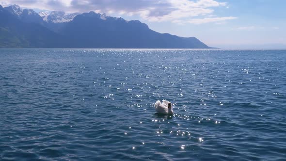 Large White Swan Swims in a Clear Mountain Lake on Backdrop of the Swiss Alps alt