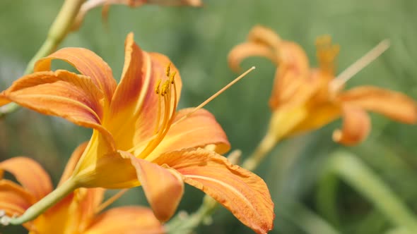 Bud of  orange flower Hemerocallis fulva tiger in the garden close-up 4K 2160p 30fps UltraHD footage alt
