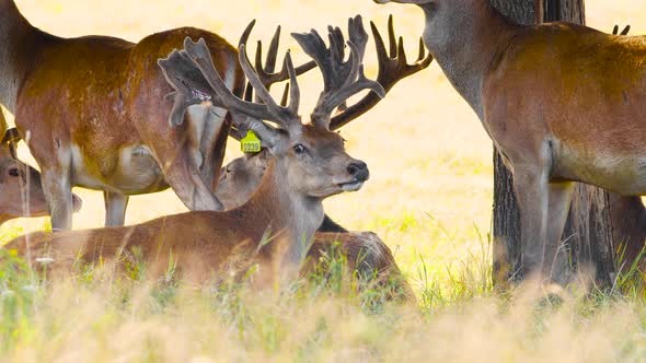 Deer with Big Horns in the Natural Environment Protection of Nature Concept alt