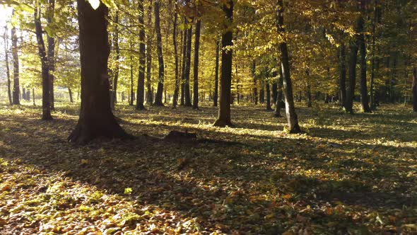 Sunrise in the Autumn Forest
