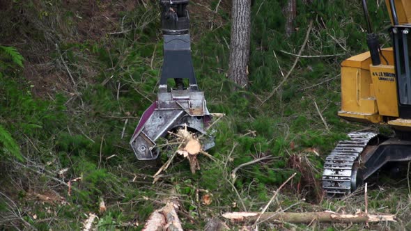 Feller buncher trimming and cutting wood log with mechanical chainsaw, logging industry alt