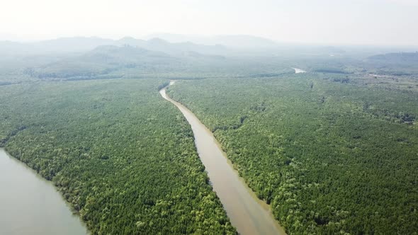 Aerial Top View on Mangrove Forest Thailand alt