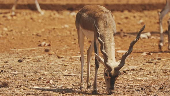 Goa, India. Blackbuck Or Antilope Cervicapra, Also Known As The Indian Antelope, Is An Antelope alt