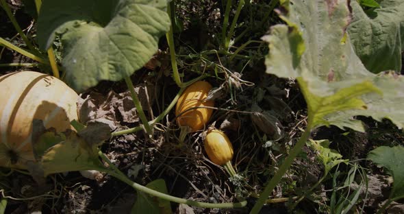 Dolly Top View Shot A Large Pumpkin Matures on the Bed a View From Above alt