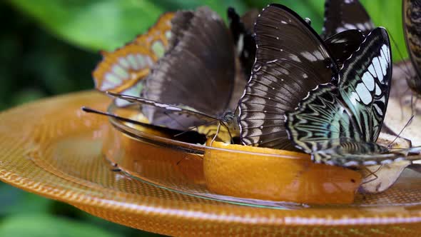  Butterfly Eating an Orange in a Tropical Garden