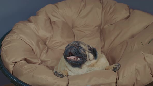 Close Up of Cute Pug Lying on Armchair and Breathing with Her Mouth Open alt