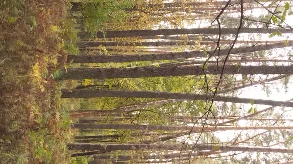 Vertical Video of an Autumn Forest During the Day in Ukraine alt