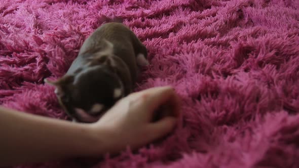 Chihuahua dog plays and wants petting alt