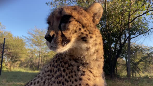 Static low angle view of single cheetah at sunset time in African savannah alt