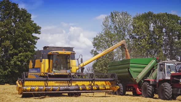 Industrial equipment at harvesting in the field. Huge yellow combine machine pouring out ripe grains alt