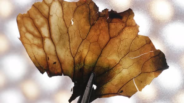 Dry Leaf Inspection alt