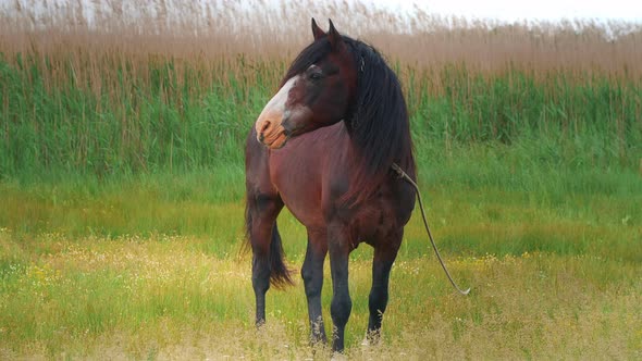 Portrait of beautiful and mighty dark bay male horse alt