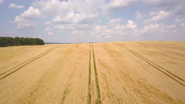 Aerial view of yellow agriculture wheat field ready to be harvested in late summer. alt