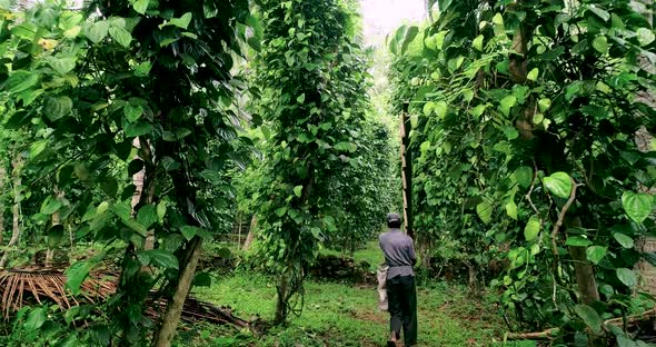 Indian Worker Walks Through A Black Pepper Creeper Plantation 2