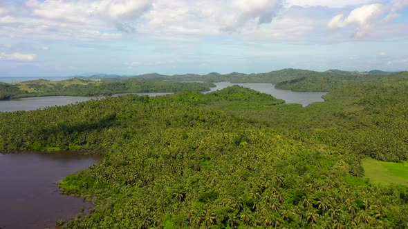 Coconut Palm Forest and Sea Water Bays. Landscape with Green Hills, Aerial View. alt