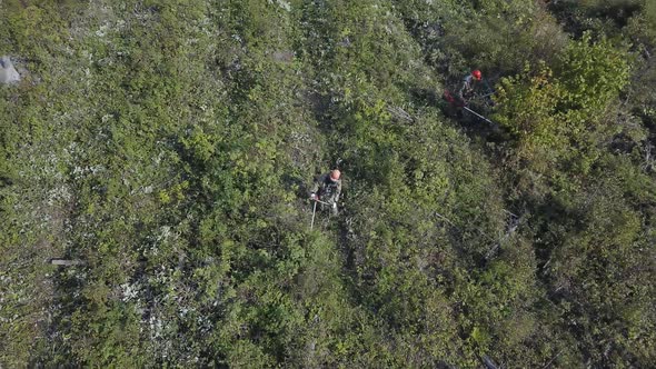 Aerial View of Bushes and Weeds Is Getting Sawn By Worker with a Gasoline Saw in Forest. Thinning alt