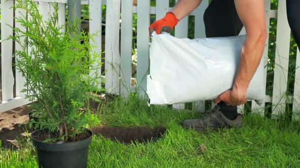 The Process of Planting Young Conifers in the Garden