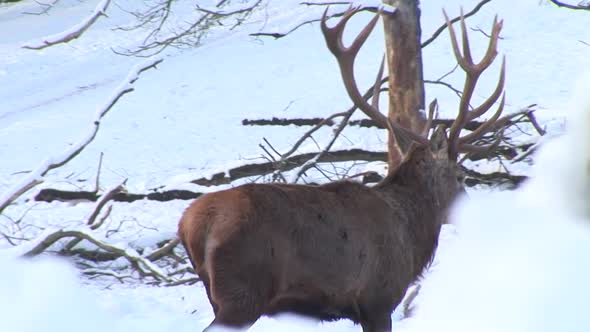 Male Deer Walking In Winter Forest