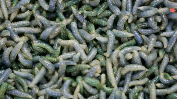 Maggot Worms of Green Color Crawl and Move