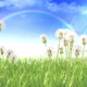 Dandelion On The Grass - VideoHive Item for Sale
