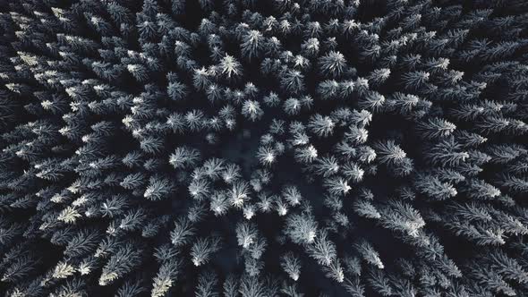 Top Down Snow Spruce Forest at Mountain Aerial alt