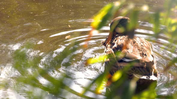 Duck Swimming In Lake