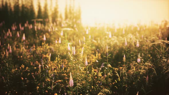Wild Field Flowers at Summer Sunset alt
