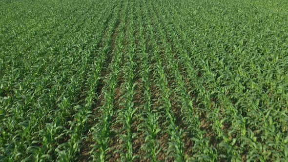 Aerial, Flight Above Rural Countryside Landscape With Growing Corn Field Morning Sunrise alt