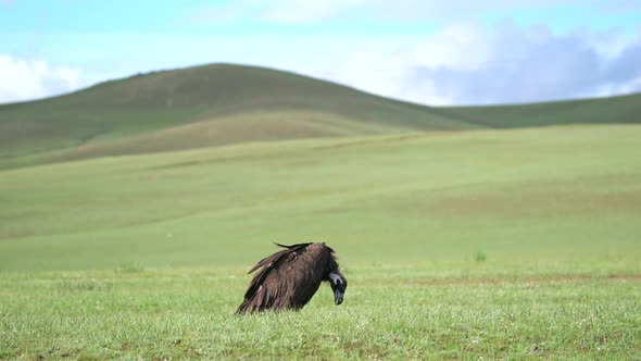 A Free Wild Cinereous Vulture Bird in Natural Habitat of Green Grassland alt